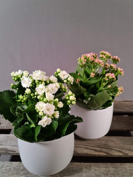 Tulilatva ruukussa tai ilman